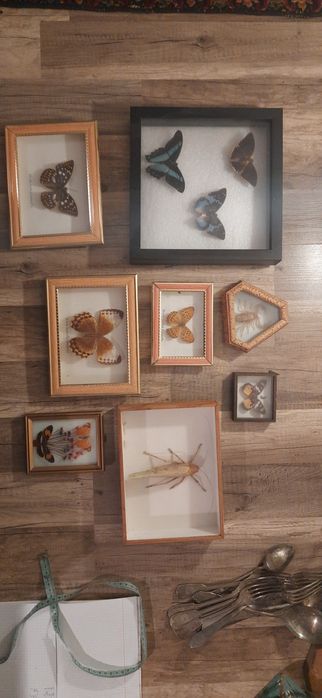 Zestaw motyli w gablotkach