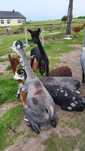 Grey, samiec , rozrodowy, alpaka