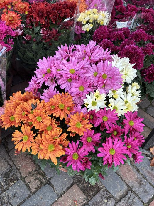 Chryzantemy chryzantemy