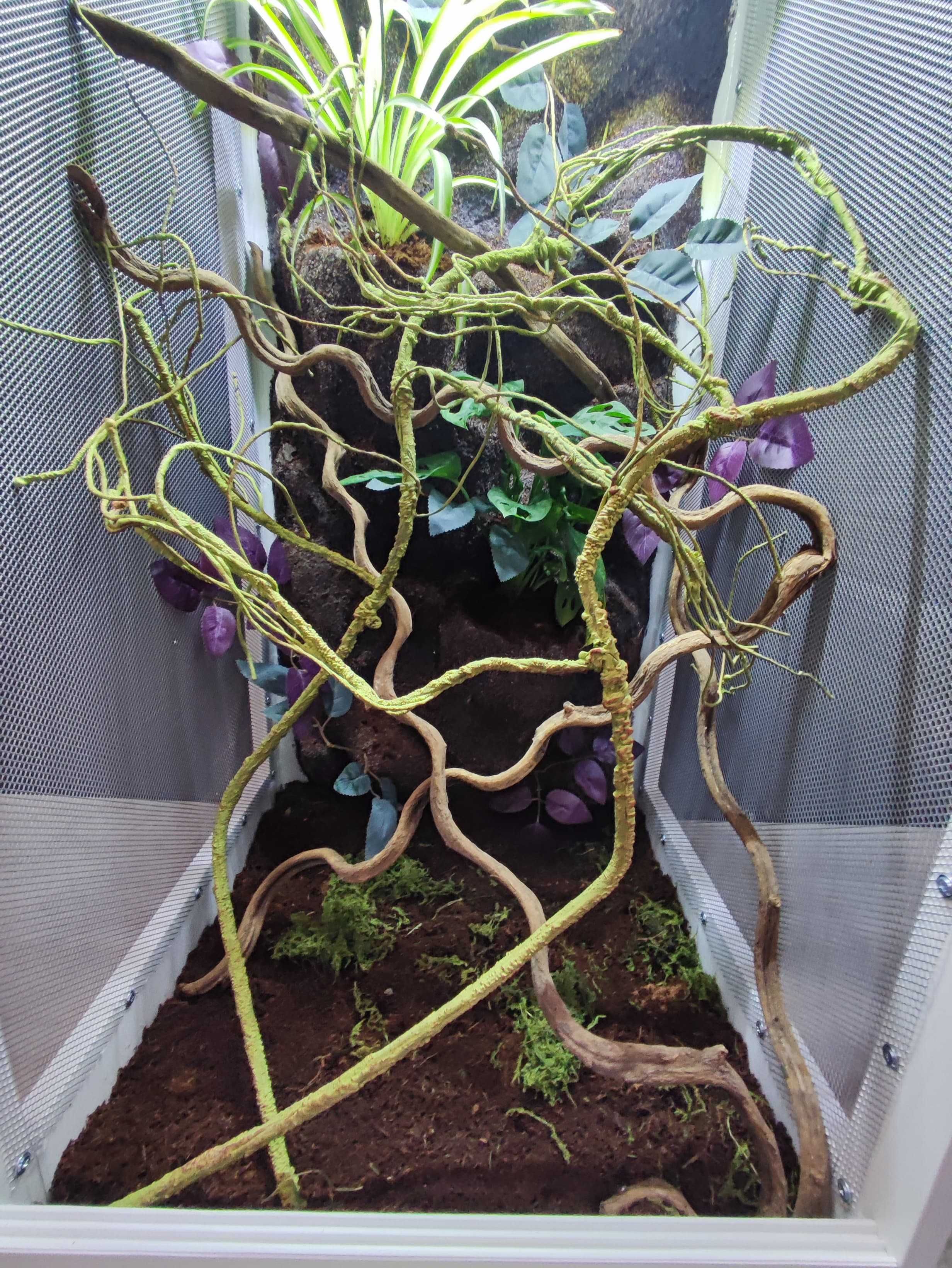 Terrarium tropikalne nr696 50/50/100 dla kameleona 50/50/100 DOSTĘPNE