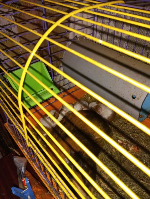 Продам морских свинок