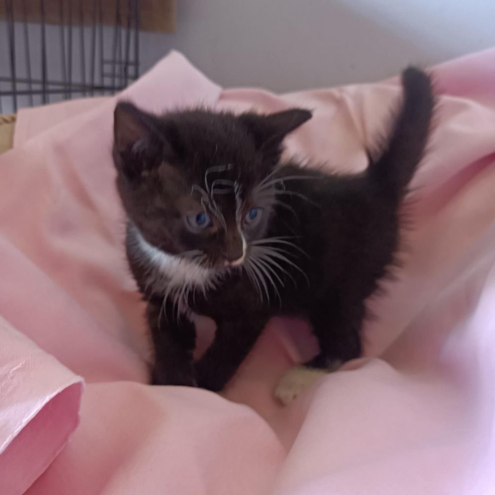 Mamy na dt prześliczne kociątka do adopcji
