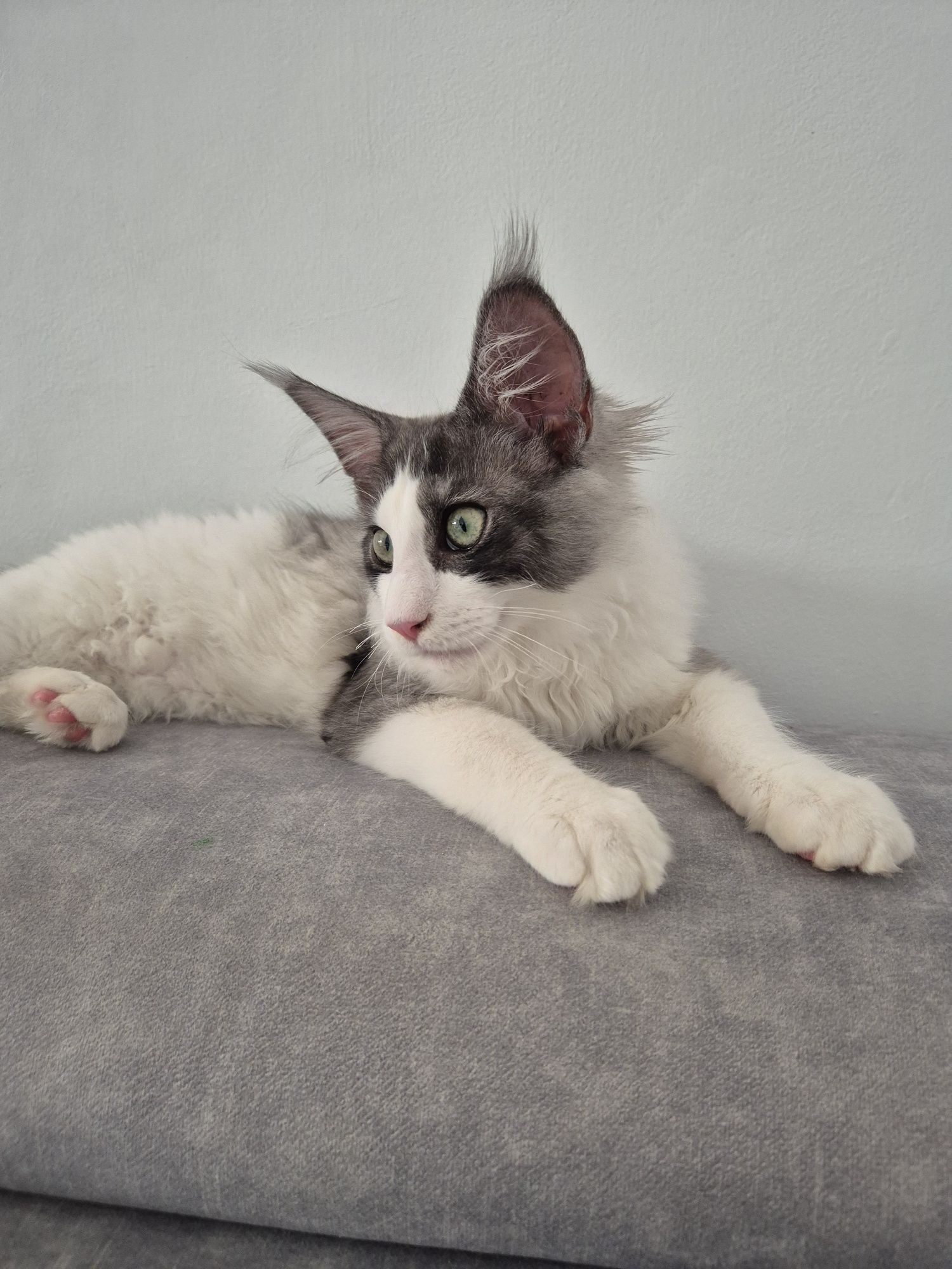 Maine Coon kocurek 5-mies