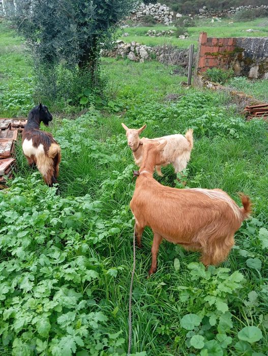 2 cabras e 1 chibo
