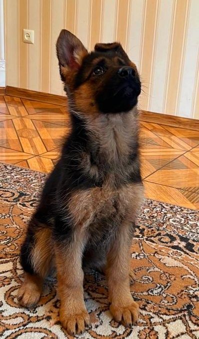 Класика,німецька вівчарка
