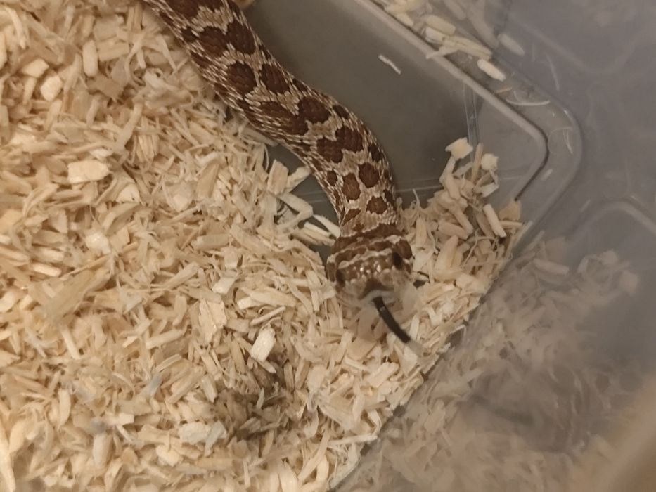 Sprzedam Heterodona Zachodniego