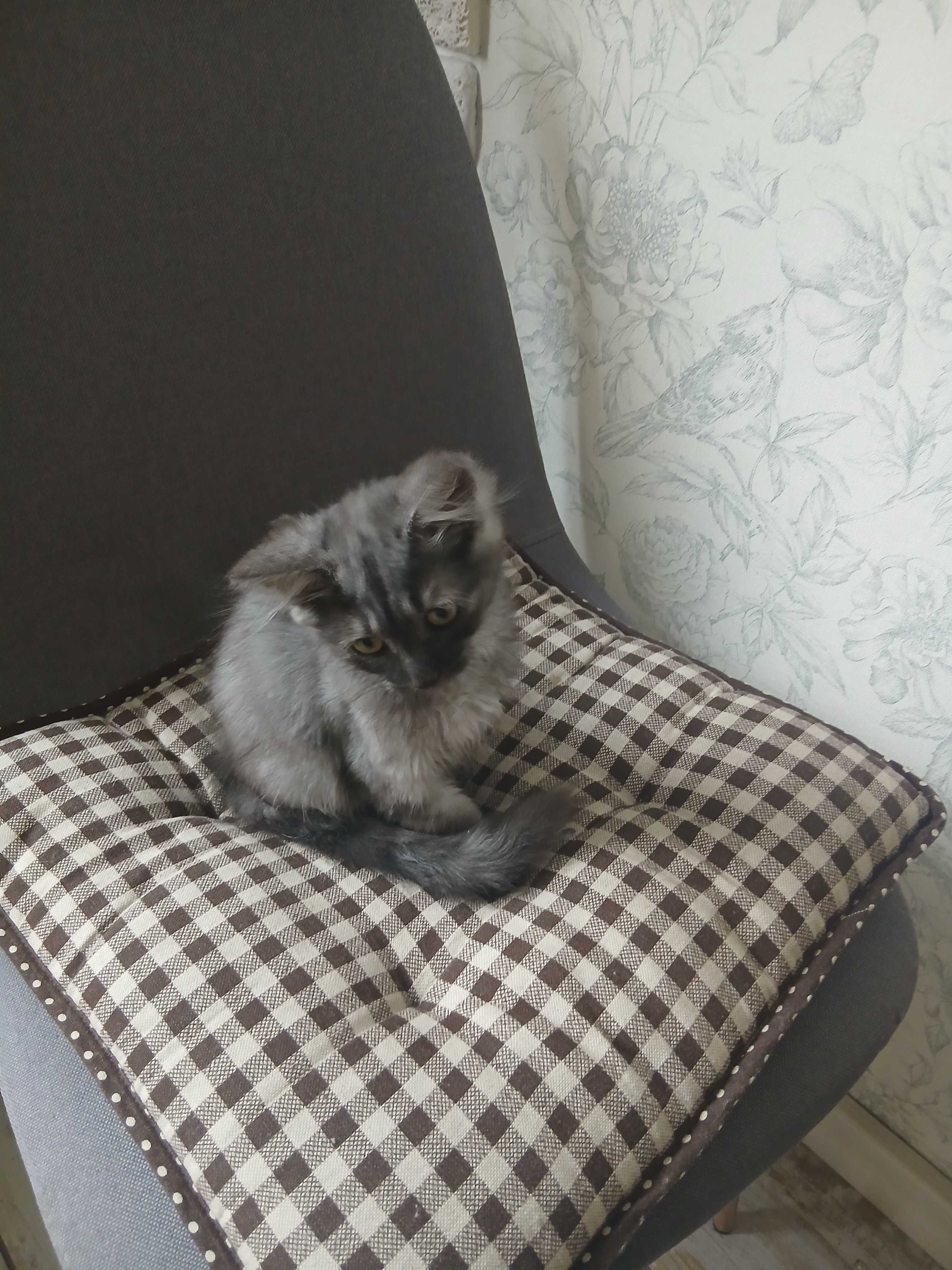 Котик в добрые ручки