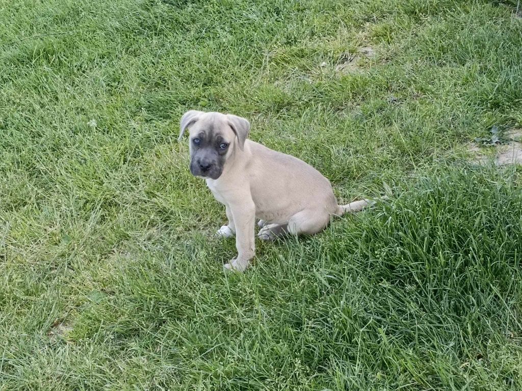 Cane Corso z rodowodem