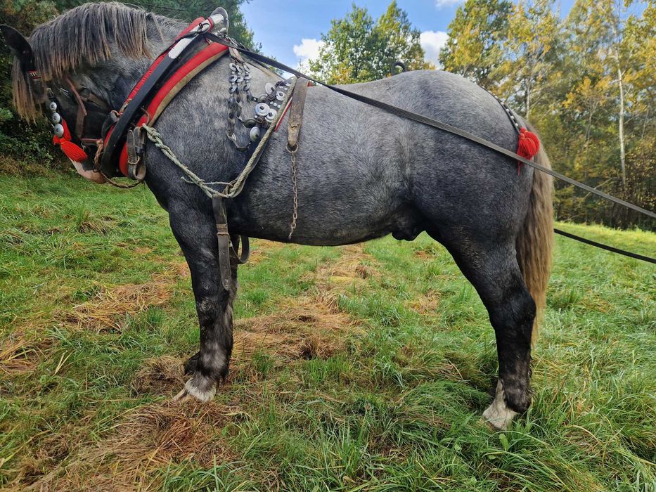 Sprzedam Ogierka Zimnokrwistego 16 Miesięcy Szpak