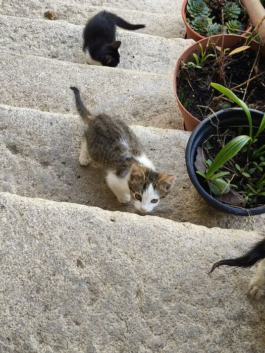 Gatos para adoção responsável