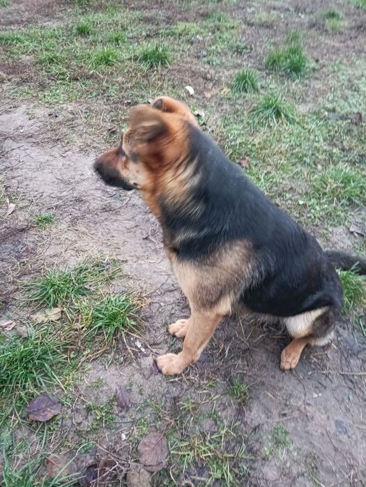 Німецька Вівчарка Дівчинка Напівкровка