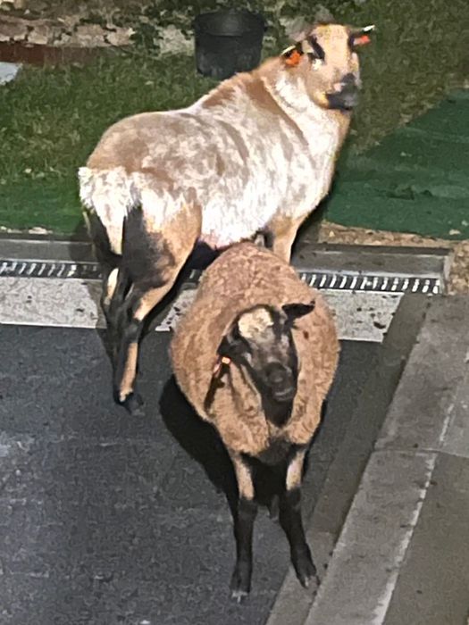 Oddam dwie owce kameruńskie