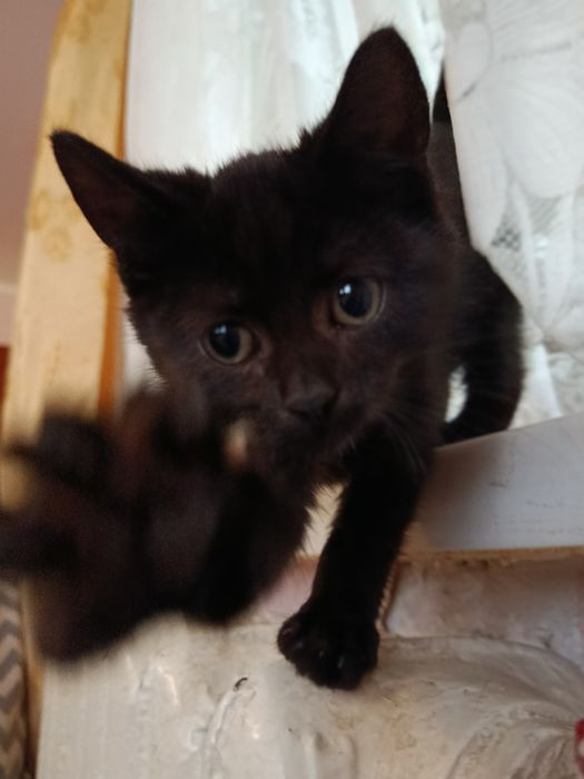 Отдам котенка в добрые руки