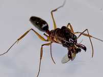 Муравьи-капканчики Odontomachus купить с формикарием