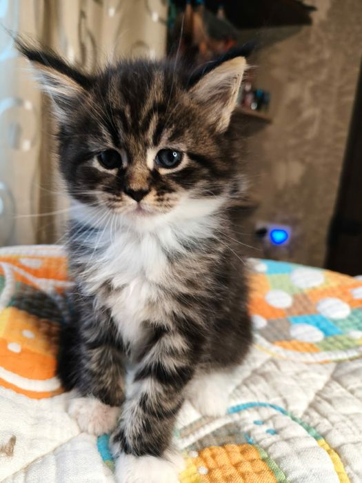 Бронювання котят породи Мейнкунів