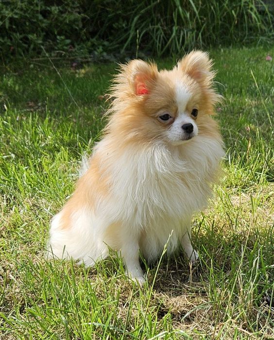 Super Mini Pomeranian Szpic Miniaturowy suczka