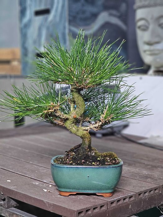 Bonsai pinus thunbergii