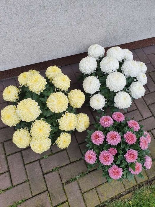 Chryzantemy mazowieckie