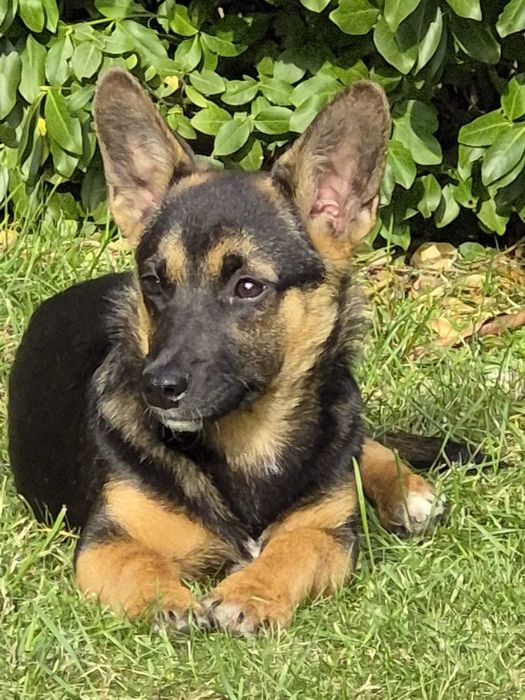 Laki - szczeniak do adopcji