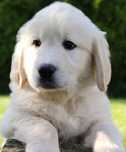 Piesek Golden Retriever ZHPR UCI