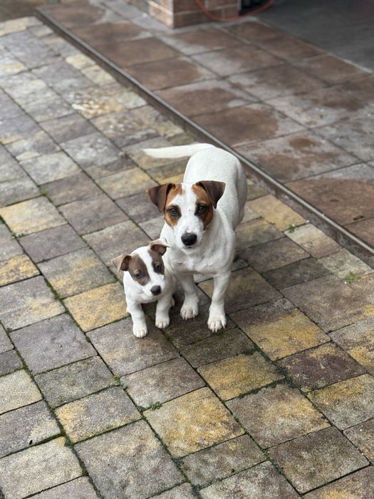 Джек Рассел дівчинка,чистокровноі породи