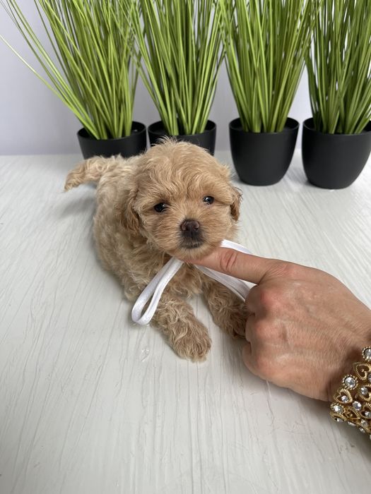 VIP Мальтипу F1 — Пухнасті дівчатка та хлопчик хочуть до вас