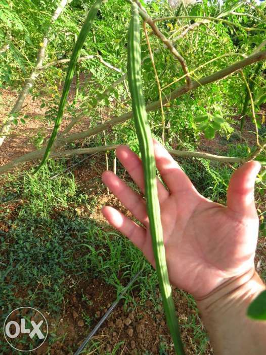 Sementes de Moringa Oleifera. A Árvore da vida