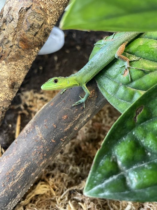 Gastropholis prasina, Jaszczurka szmaragdowa, Jaszczurka ostrobrzucha
