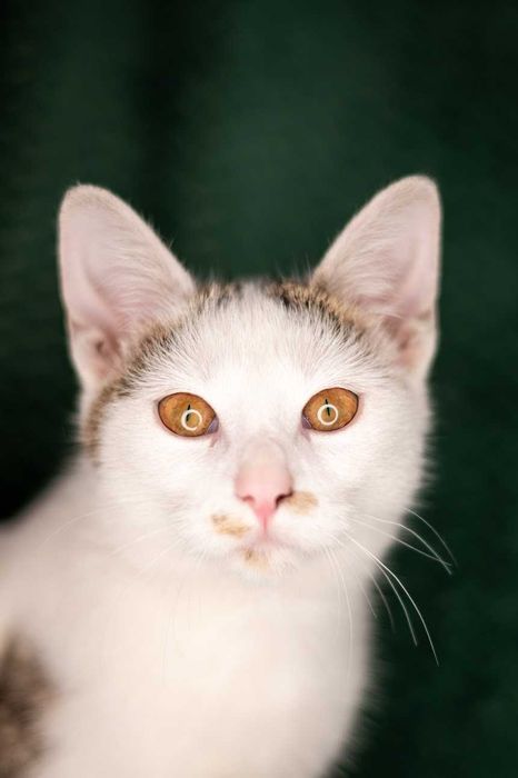 Młodziutka kotka o wielkim sercu szuka stałego domu