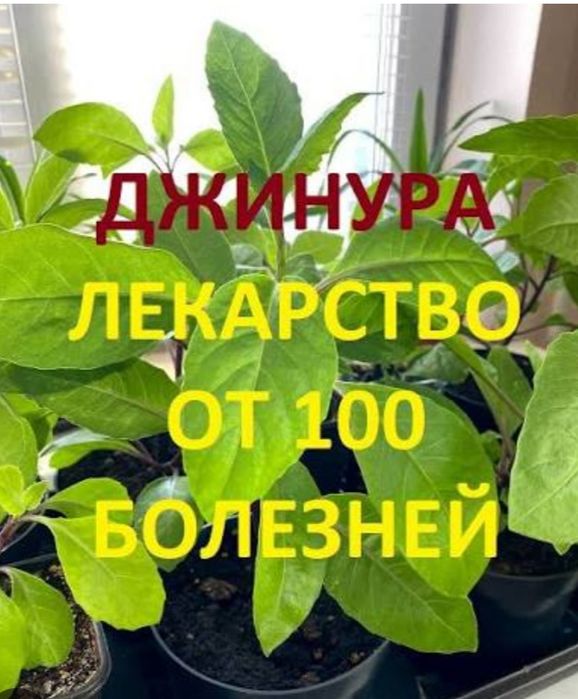 Продаю рослину Джинура. Лікарська