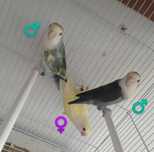 Agapornis Roseicollis diversos