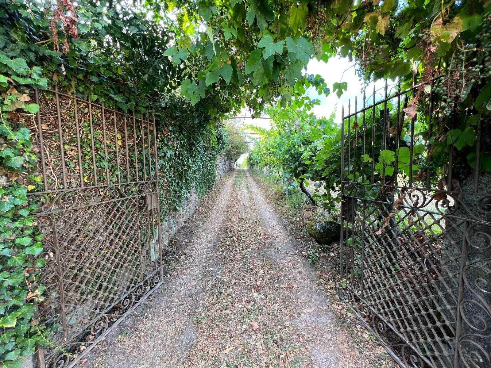 Quinta com vinha em Valença (Torre, São Julião)