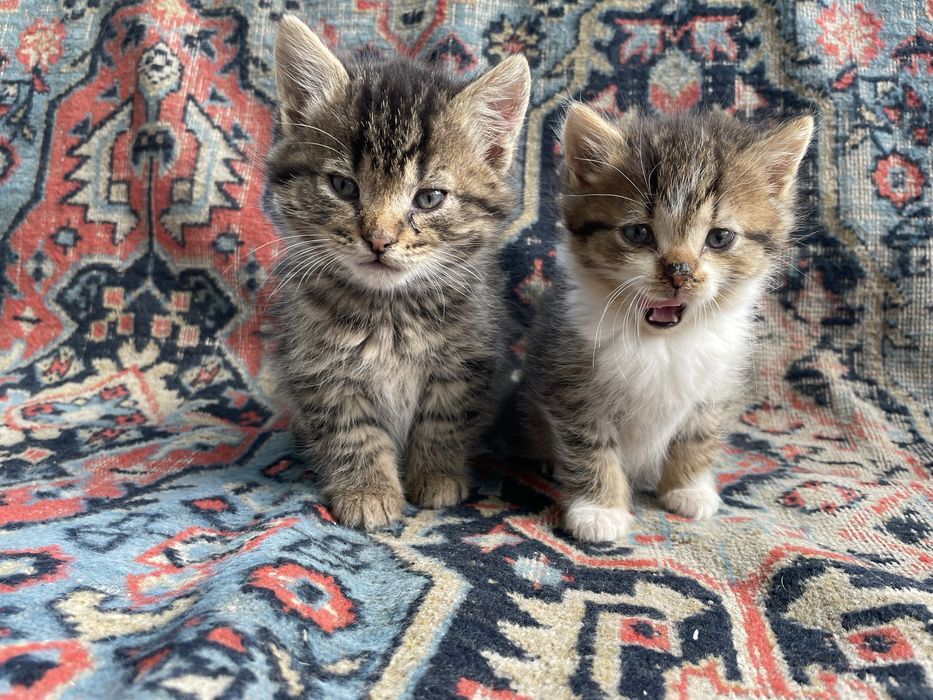 Отдам котят,  ну супер ласковые