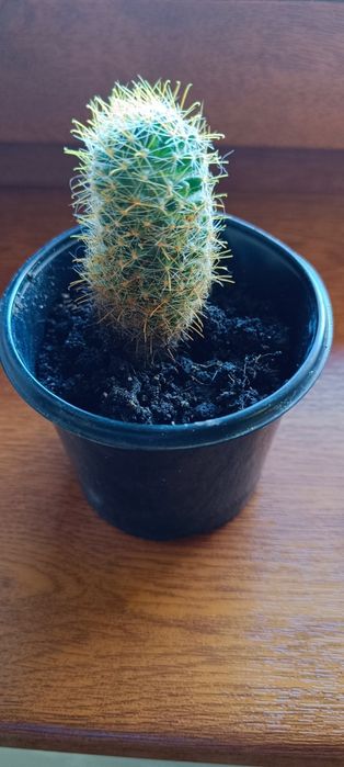 Кактус, кактус,що цвіте.