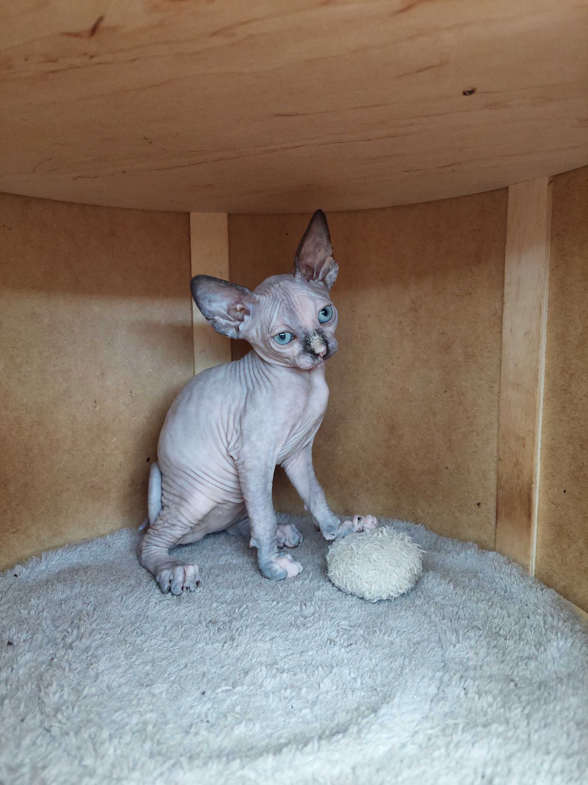 Gatinhos  Sphynx macho e fêmea