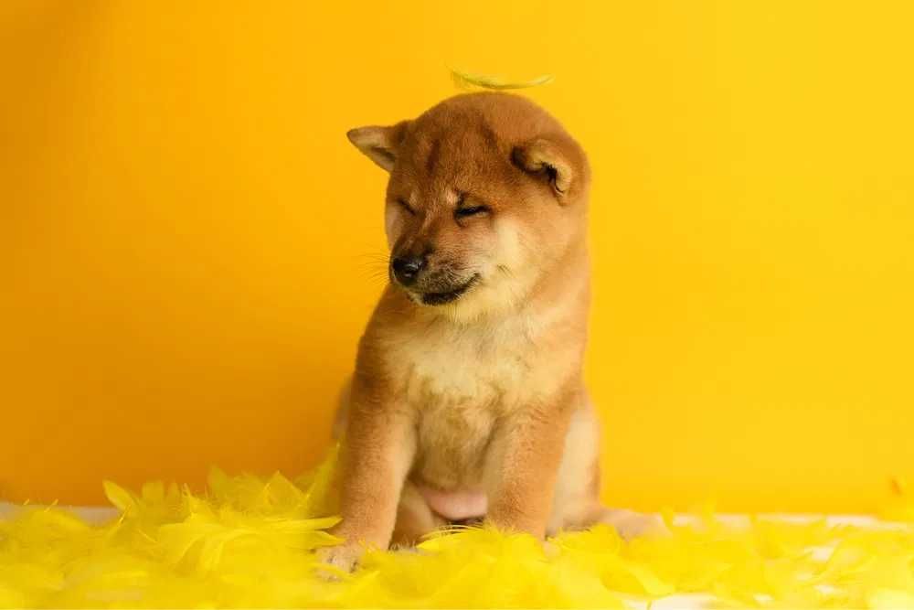 Shiba Inu disponível