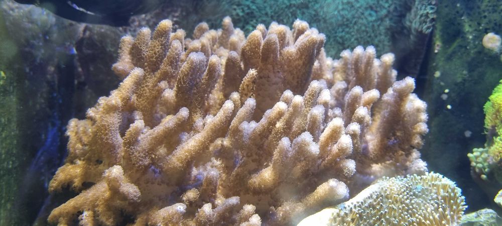 Koralowiec Sinularia polydactyla z własnej hodowli