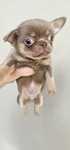 Chihuahua liliowy podpalany piesek