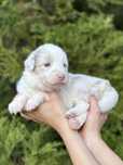 Border collie suczka lilac merle