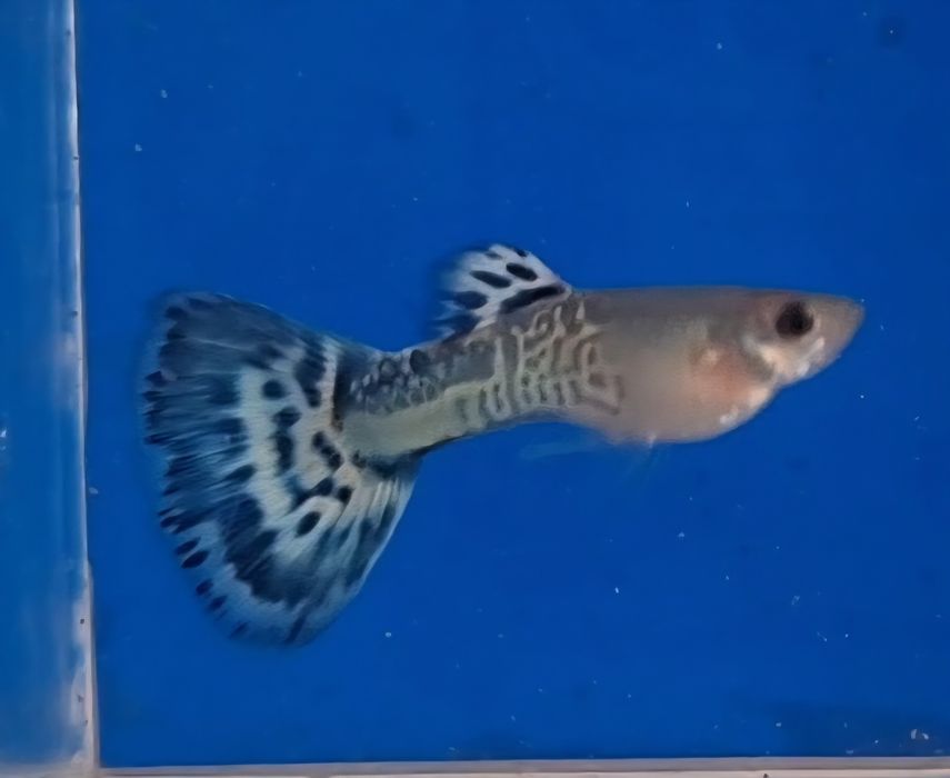 Guppy cobra azul