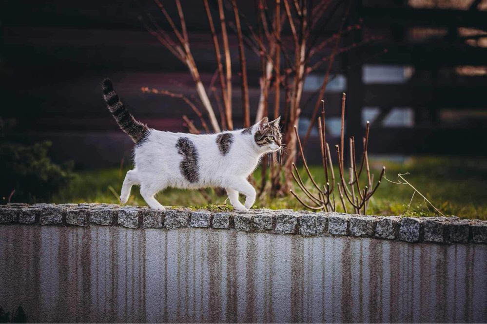 Kiki - roczna kotka o niezwykłej  urodzie szuka domku- Krakow/ Gorlice