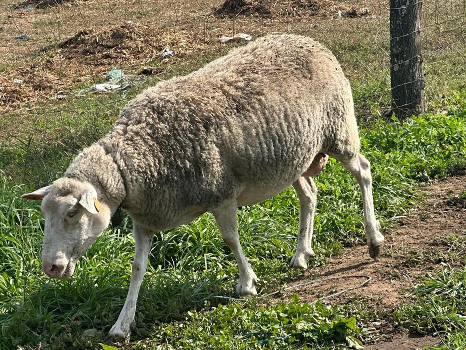 Ovelha inra 401 com 4 anos