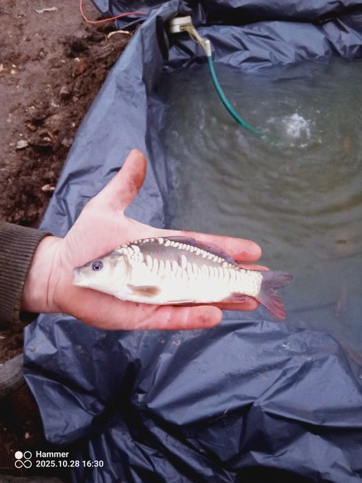 Karp, Lin narybek ,karaś żywiec i większy