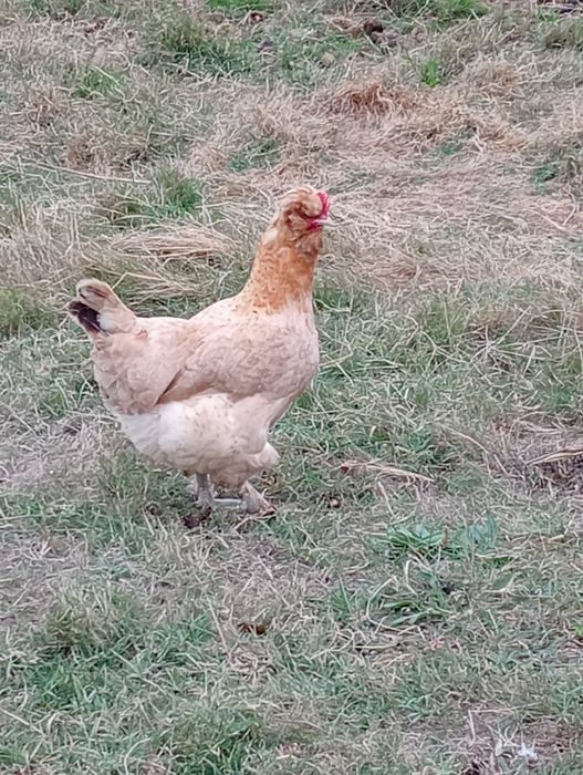 Vendo galinha de carne preta