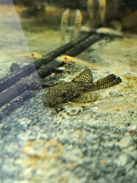 Zbrojnik niebieski weloniasty.