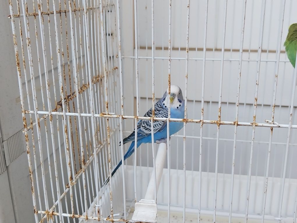 Piriquitos Autralianos com gaiola