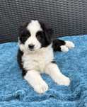 Owczarek australijski piesek black bicolor