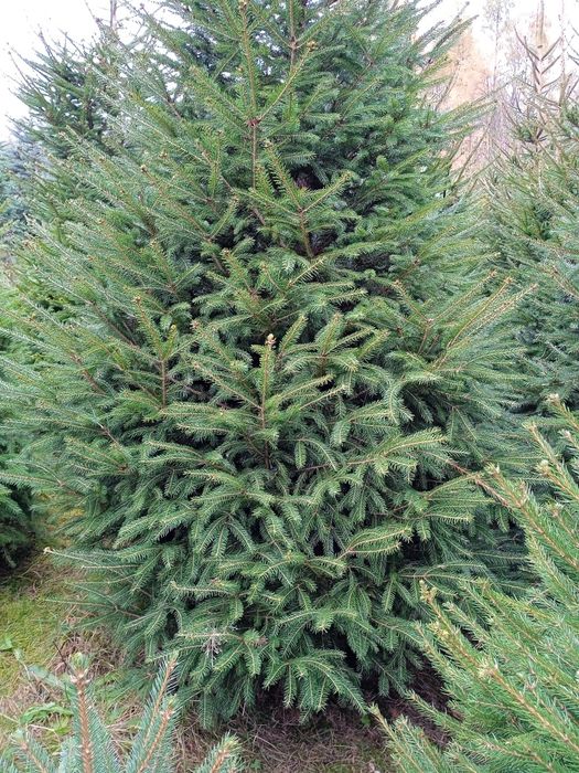 Sadzonki iglaków od 1m prosto z pola