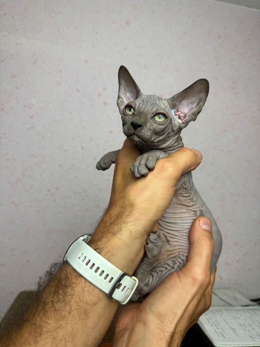 Sfinks niebieska kotka!