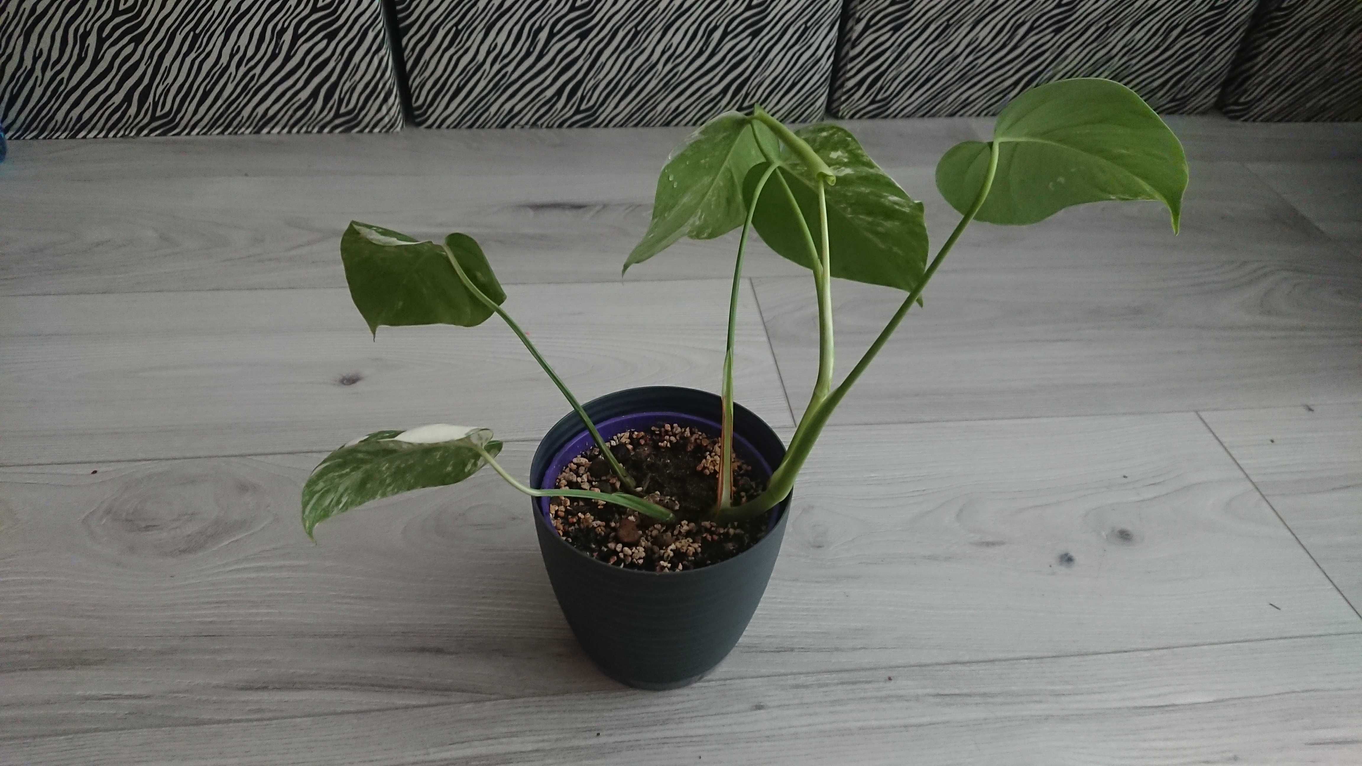 kolekcjonerska roślina monstera variegata duża sadzonka